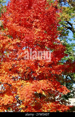 Fall colors in Lakewood, Ohio, west of downtown Cleveland, 2024 Stockfoto