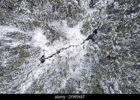 Blick aus der Vogelperspektive auf verschneite Kiefern und einen kleinen kurvenreichen Bach. . Hochwertige Fotos Stockfoto