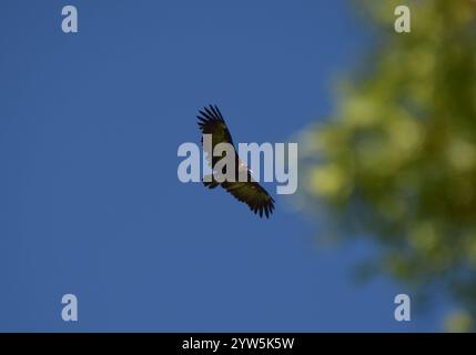 Ein Kapuzengeier schwingt über dem Hwange-Nationalpark in Simbabwe. Stockfoto