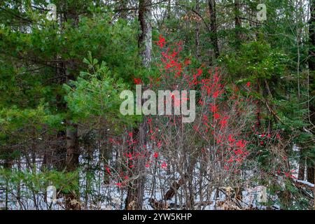 Winterberry (Ilex verticillata) in einem Wald von Wisconsin mit Schnee, horizontal Stockfoto