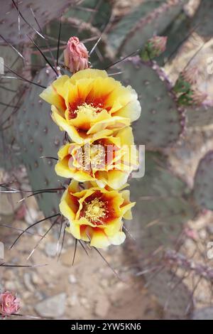 Blühende Schönheiten der Chihuahuan-Wüste: Stachelige Birnen entfalten sonnige gelb-orange Blüten mit feurigen Zentren, während cholla Cousins Delikatessen zeigen Stockfoto