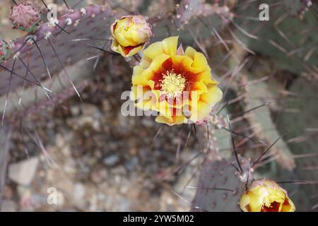 Blühende Schönheiten der Chihuahuan-Wüste: Stachelige Birnen entfalten sonnige gelb-orange Blüten mit feurigen Zentren, während cholla Cousins Delikatessen zeigen Stockfoto