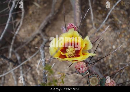 Blühende Schönheiten der Chihuahuan-Wüste: Stachelige Birnen entfalten sonnige gelb-orange Blüten mit feurigen Zentren, während cholla Cousins Delikatessen zeigen Stockfoto