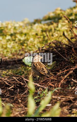 Cisticola juncidis in der Vegetation des Beniarres-Sumpfes, Spanien Stockfoto