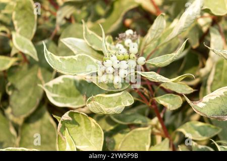 Cornus alba Argenteomarginata, Cornaceae, weiße und grüne Blätter. Deren Argenteomarginata mit weißen Früchten, Nahaufnahme. Sommerlook der Pflanze. Ein sonniges d Stockfoto