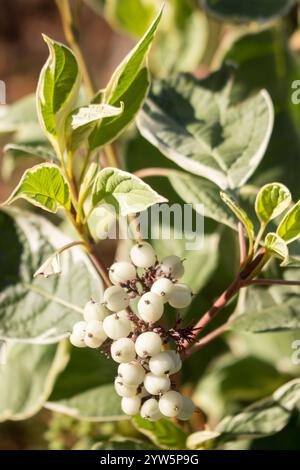 Cornus alba Argenteomarginata, Cornaceae, weiße und grüne Blätter. Deren Argenteomarginata mit weißen Früchten, Nahaufnahme. Sommerlook der Pflanze. Ein sonniges d Stockfoto