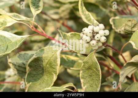 Cornus alba Argenteomarginata, Cornaceae, weiße und grüne Blätter. Deren Argenteomarginata mit weißen Früchten, Nahaufnahme. Sommerlook der Pflanze. Ein sonniges d Stockfoto