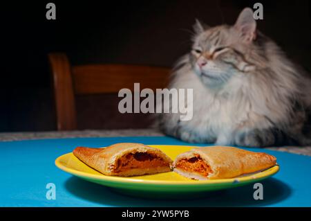 Gemüseempanada typisch für Spanien mit sibirischer Katze im Hintergrund. Stockfoto