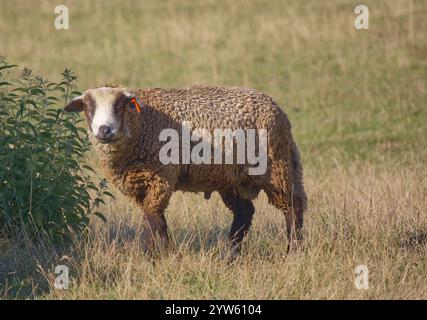 Schafe und Lämmer auf dem grünen Grasfeld Stockfoto