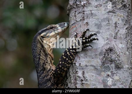 Details zu einem Lace Monitor oder Lace Goanna (Varanus varius) auf einem Baumstamm, North Stradbroke Island, Queensland, QLD, Australien Stockfoto