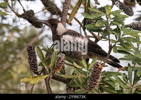 Junge australische Magpie (Gymnorhina tibicen) auf einem Baum, North Stradbroke Island, Queensland, QLD, Australien Stockfoto