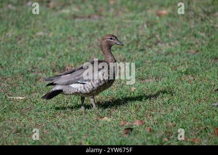 Weibliche australische Holzente (Chenonetta jubata), North Stradbroke Island, Queensland, QLD, Australien Stockfoto