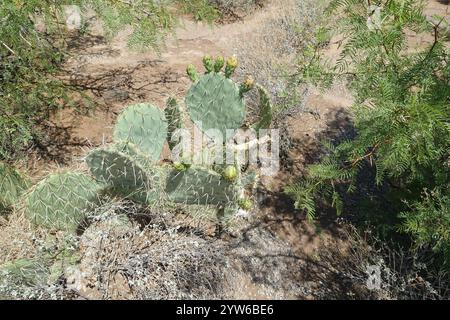Blühende Schönheiten der Chihuahuan-Wüste: Stachelige Birnen entfalten sonnige gelb-orange Blüten mit feurigen Zentren, während cholla Cousins Delikatessen zeigen Stockfoto