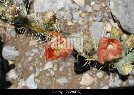 Blühende Schönheiten der Chihuahuan-Wüste: Stachelige Birnen entfalten sonnige gelb-orange Blüten mit feurigen Zentren, während cholla Cousins Delikatessen zeigen Stockfoto