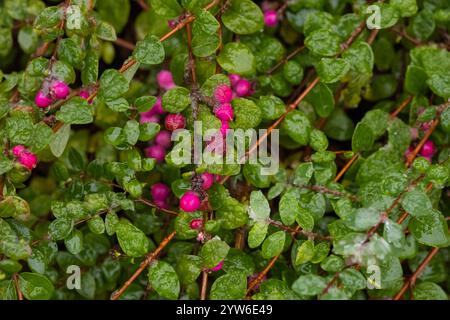 Leuchtend rosa Beeren von Schneebeeren umgeben von glänzend grünen Blättern, glitzern unter Tropfen des ersten nassen Schnees, aufgenommen in einer detaillierten Nahaufnahme Stockfoto