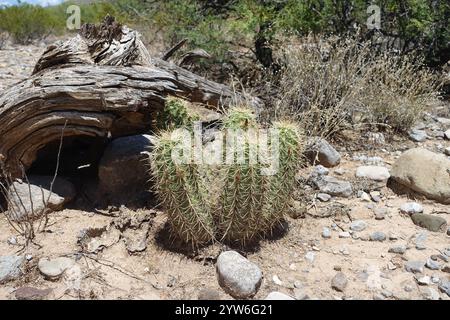 Blühende Schönheiten der Chihuahuan-Wüste: Stachelige Birnen entfalten sonnige gelb-orange Blüten mit feurigen Zentren, während cholla Cousins Delikatessen zeigen Stockfoto