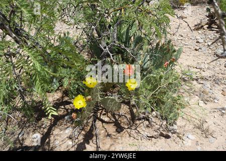 Blühende Schönheiten der Chihuahuan-Wüste: Stachelige Birnen entfalten sonnige gelb-orange Blüten mit feurigen Zentren, während cholla Cousins Delikatessen zeigen Stockfoto