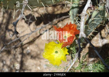 Blühende Schönheiten der Chihuahuan-Wüste: Stachelige Birnen entfalten sonnige gelb-orange Blüten mit feurigen Zentren, während cholla Cousins Delikatessen zeigen Stockfoto
