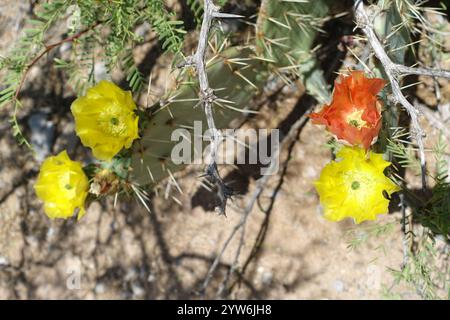 Blühende Schönheiten der Chihuahuan-Wüste: Stachelige Birnen entfalten sonnige gelb-orange Blüten mit feurigen Zentren, während cholla Cousins Delikatessen zeigen Stockfoto