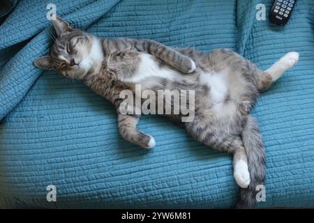 „Vor der sengenden Julisonne vor Alamogordo gerettet, blüht dieses temperamentvolle graue Tabby-Kätzchen jetzt – stolz unter blauem Himmel, ausbreitete Auseinandersetzungen Stockfoto