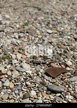 Ein malerischer Blick auf verschiedene farbenfrohe Kieselsteine, die kunstvoll an einem ruhigen Strand angeordnet sind. Die verschiedenen Formen und Farben von Steinen verleihen dem natürlichen Erscheinungsbild eine besondere Note Stockfoto