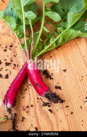 Lange rote Radieschen, frisch aus Bio-Garten Stockfoto