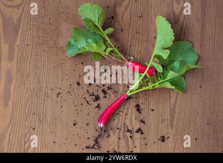 Lange rote Radieschen, frisch aus Bio-Garten Stockfoto