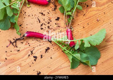 Lange rote Radieschen, frisch aus Bio-Garten Stockfoto