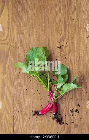 Lange rote Radieschen, frisch aus Bio-Garten Stockfoto