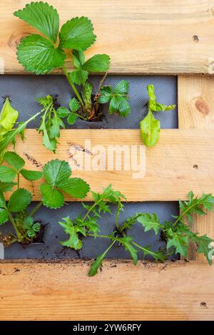 Erdbeeren und Salate wachsen in einem vertikalen Pflanzgefäß aus Holz. Pflanzen mit Begleitung Stockfoto