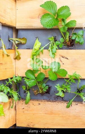 Erdbeeren und Salate wachsen in einem vertikalen Pflanzgefäß aus Holz. Pflanzen mit Begleitung Stockfoto