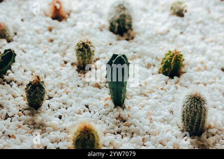 Grüne kleine runde stachelige Kakteen wachsen in einem Topf mit weißen Kieseln von oben. Zimmerpflanzen im Garten, Anbau, Pflanzenpflegekonzept. Stockfoto