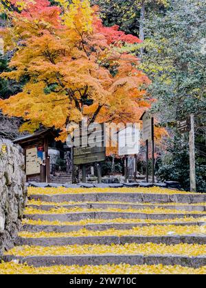 Roter Ahorn und goldene Ginkgoblätter schmücken Steinstufen Stockfoto