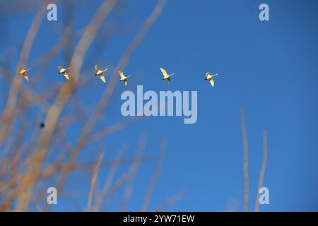 Strausberg, Deutschland. Dezember 2024. Brandenburg: Fliegende Schwäne am blauen Himmel über der Straussee im Märkischen Oderland. (Foto: Simone Kuhlmey/Pacific Press) Credit: Pacific Press Media Production Corp./Alamy Live News Stockfoto