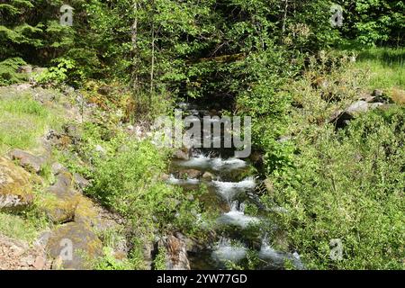 Kleiner kaskadierender Bach und Mini-Wasserfall über moosigen Felsen in üppig grünen Wäldern, fließendes Wasser umgeben von dichtem Laub und Vegetation, ruhig na Stockfoto
