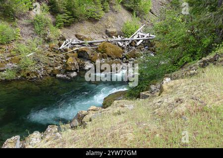 Klarer türkisfarbener Bach, der über moosbedeckte Felsen und umgefallene Baumstämme in üppigen Waldhängen fließt, lebendiges blau-grünes Wasser mit Felsblöcken und Grün, gelassen Stockfoto