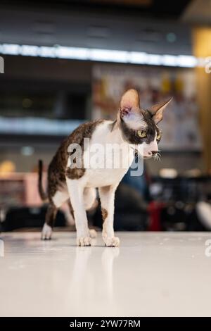 Cornish rex. Katzenporträt. Katzenschau. Reinrassige Katze Stockfoto