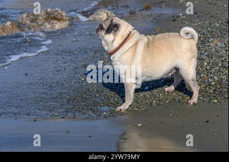 Ein charmanter Mops steht am Sandstrand und blickt auf die Wellen, während die Sonne hell darüber scheint. Stockfoto