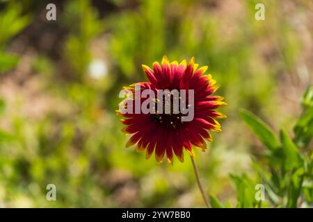 Eine Nahaufnahme einer lebendigen indischen Deckenblume (Gaillardia pulchella) in voller Blüte mit tiefroten Blüten und gelben Spitzen. Die Blume hebt sich hervor Stockfoto