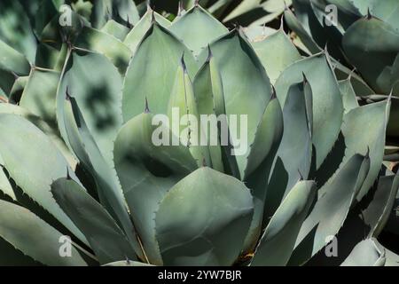 Ein detaillierter Blick auf eine Agavenpflanze, die in der Wüste von Arizona gedeiht. Die scharfkantigen, grünen Blätter der Pflanze bilden eine symmetrische Rosette, die ihren nat-wert zum Ausdruck bringt Stockfoto