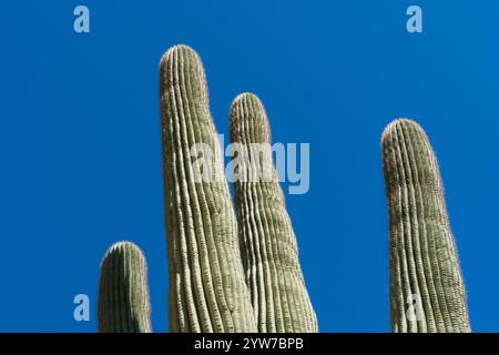 Ein beeindruckendes Bild eines Saguaro-Kaktuskaktus mit seinen hoch aufragenden Armen vor dem Hintergrund eines leuchtend blauen Himmels. Diese legendäre Wüstenpflanze, heimisch in der Stockfoto