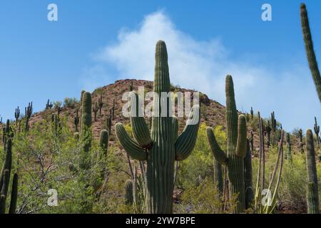 Eine malerische Wüstenszene mit hoch aufragenden Saguaro-Kakteen, die am Fuße eines felsigen Hügels verstreut sind. Der leuchtend blaue Himmel und das wenig grüne Emphas Stockfoto