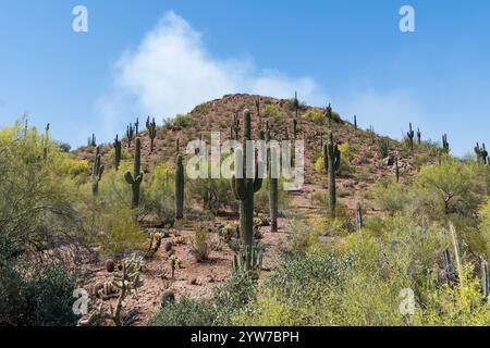 Ein malerischer Wüstenberg in Arizona, der mit zahlreichen Saguaro-Kakteen geschmückt ist. Das zerklüftete Gelände und das lebhafte Grün unterstreichen die Schönheit des trockenen lan Stockfoto