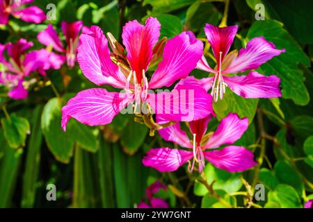 Nahaufnahme der Blumen des Hong Kong Orchideenbaums Stockfoto