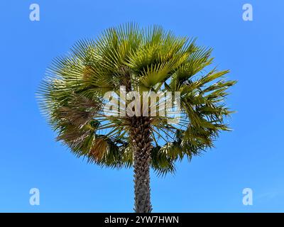 Carnauba-Baum Vor Blauem Himmel Hintergrund Stockfoto