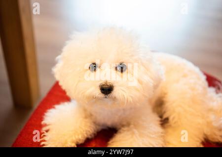 Süßer weißer Hund der Bichon Frize Rasse Stockfoto