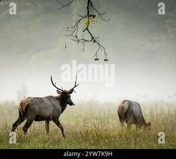 Junge Bullenelche nähern sich der Kuh mit gestreckter Zunge am Nebelmorgen im Cataloochee Valley Stockfoto