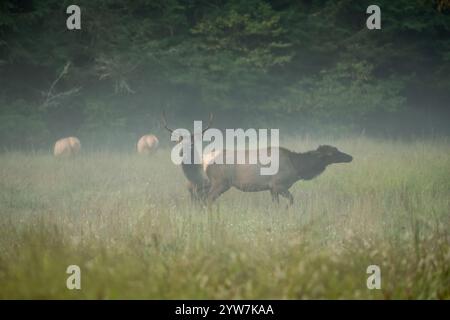 Junge Männer nähern sich uninteressierten Kuhelchen im Nebel im Cataloochee Valley Stockfoto