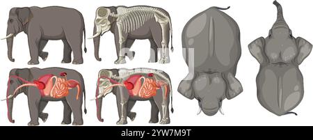 Detailansicht der Elefantenanatomie und Skelettstruktur Stock Vektor