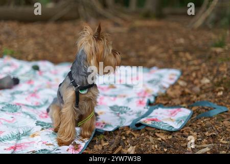 Süßer kleiner Yorkshire Terrier mit Kragen sitzt auf einer Matte im Sommerwald. Hundepicknickkonzept Stockfoto